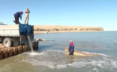 Сыр өңірінде балықтарды суға жіберу науқаны басталды
