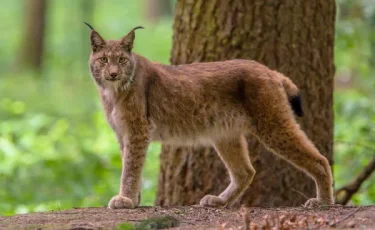 Редкий визит: как дикая рысь пробралась в частный двор и вызвала переполох