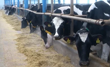 Помогут ли мясные амбиции стабилизировать цены: в стране наращивают поголовье скота