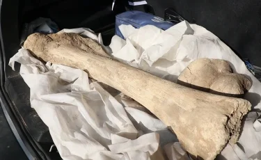 СҚО-да алып мамонттың сүйегі табылды