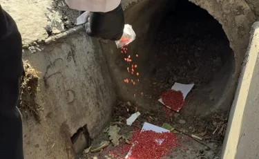 Осенняя дератизация Алматы охватит более 47 тыс. гектаров