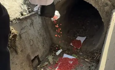 Осенняя дератизация Алматы охватит более 47 тыс. гектаров