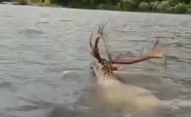 "Каждая жизнь важна": в Бурабае спасли дикого оленя из озера