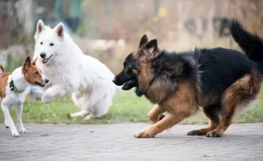 ШҚО-да көшеде итті балталаған адам іздестіріліп жатыр
