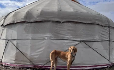 Казахская тазы получила международное признание