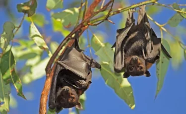 Бразилияда жарқанаттардан коронавирустың жаңа түрі табылды