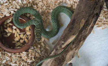 Юный коллекционер змей: подросток устроил дома мини-зоопарк смертельноопасных рептилий