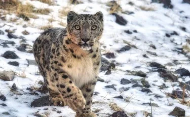 Елде қанша қар барысы бар