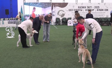 Қазақы тазы әлемдік деңгейде мойындалды: Алматыда ерекше көрме өтті