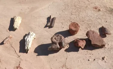 Историческая находка: казахстанские ученые, возможно, обнаружили останки динозавра