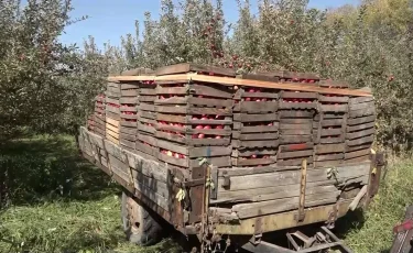 Алма баққа бөлінген миллиондарды жымқырған: экс-басшы қамауға алынды