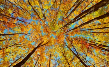 Октябрь — месяц обновления: как осень помогает начать с чистого листа