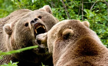 Медведи-людоеды в Японии: что делают власти после множества нападений на горожан