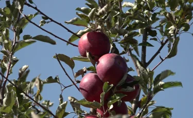 Белбұлақтағы алмабағында бір маусымда 160 мың тоннадан аса өнім жиналады
