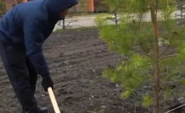 Сосны вместо сирен: в СКО появилась «Аллея спасателей»