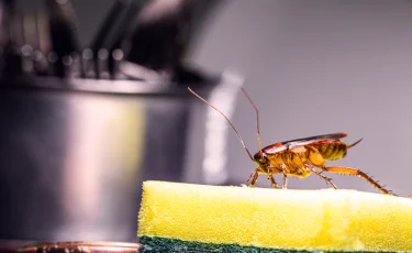 Только без паники: что делать, если в доме завелись тараканы