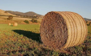 Как Казахстан готовится к зимовке скота