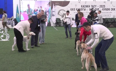 День Республики: в Алматы на монопородной выставке выбирали самых лучших казахских тазы