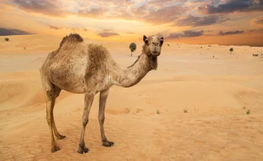 В Атырауской области верблюд напал на ребенка