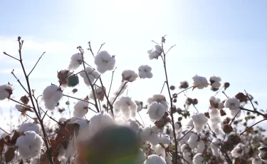 Түркістан облысында 470 мың тонна шитті мақта жинауды көздеп отыр