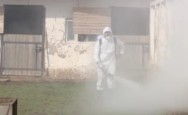 Ауру малды сойған: Түркістан облысында сібір жарасы тіркелді