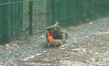 Жылдар бойғы еңбектің жемісі: Алматы зообағында амур жолбарысы мен ақ қасқыр күшіктеді