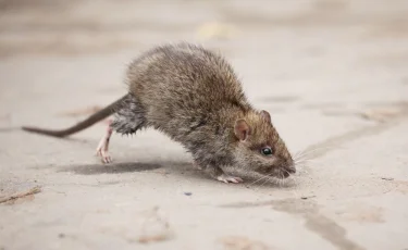 Крысы будут обходить ваш дом стороной: лайфхаки по борьбе с грызунами в конце осени