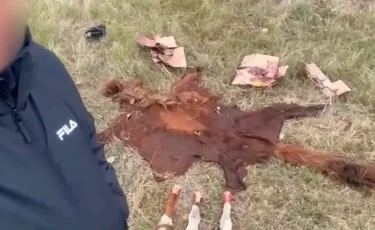 Қызылордада мал ұрлығымен айналысқан 5 қылмыстық топ құрықталды