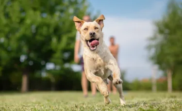 Қостанай облысында 1900-ден астам адамды ит қапты