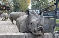 В алматинском зоопарке мужчина бросил камень в носорога