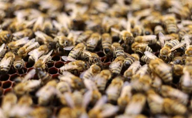 Пчёлы-убийцы напали на людей после ДТП