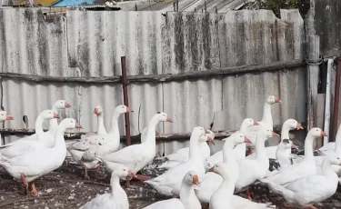 Падёж птицы в СКО: фермеры и ветеринары не сходятся во мнениях о причинах массовой гибели