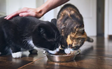 "Мяу" вместо “папа”: суд обязал мужчину при разводе платить алименты котам