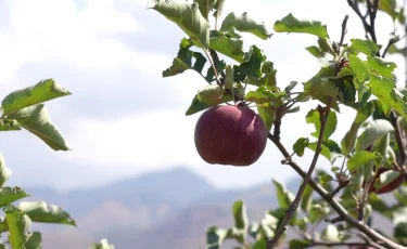 Ни яблок – ни денег: в Шымкенте расследуется крупное хищение бюджетных средств