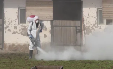 В Туркестанской области зафиксировали случай заражения сибирской язвой