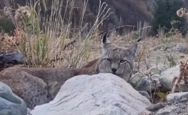 Алматы облысында сирек кездесетін жыртқыш камераға түсіп қалды