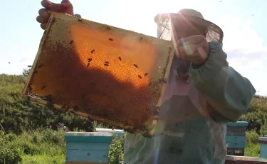 С пчелиных пасек – на мировые полки: ВКО расширяет рынки сбыта до 20 стран