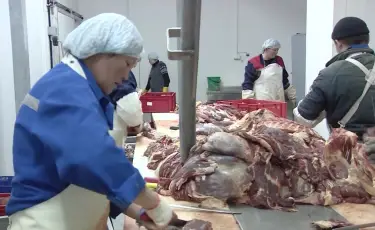 Елімізде өңірлерге арзан сиыр еті жеткізілмек