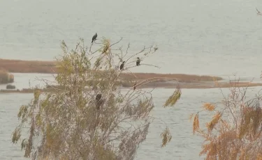 Нашествие крылатых хищников: жители ВКО столкнулись с неожиданной угрозой