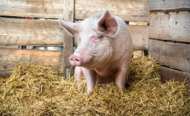 Адамға алғаш рет шошқаның бауыры салынды: науқас 171 күн өмір сүрді