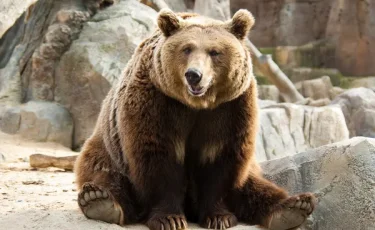 Косолапый чемпион: на Аляске прошел конкурс толстых медведей