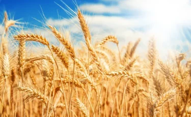 Қазақстанда 24,6 млн тонна астық бастырылды