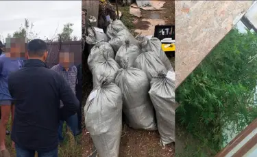 Қостанай облысында марихуана өсірген тұрғын ұсталды