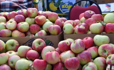 Қазақстанда қанша гектар алма бағы бар