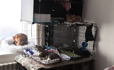 Мечтает о приюте: волонтер из Петропавловска помогает больным бездомным животным