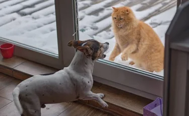 Ит пен мысықтың араздығы жас жұбайлардың ажырасуына себеп болған