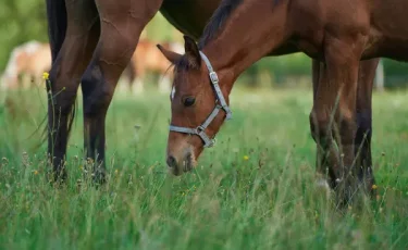 Гнев сильнее разума: карагандинский фермер открыл стрельбу по лошадям (видео)