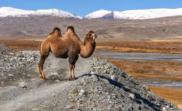 Непредсказуемый пешеход: верблюд спровоцировал ДТП в Мангистау
