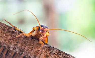 Девушка случайно лишила жизни соседку, пытаясь сжечь таракана