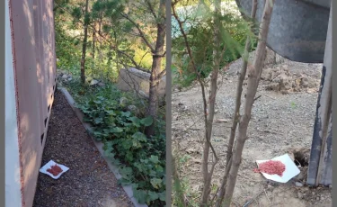 Завершена дератизация трех районов Алматы